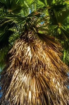 Palm tree background Stock-Fotos