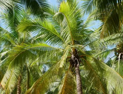 Palm tree background Stock Photos