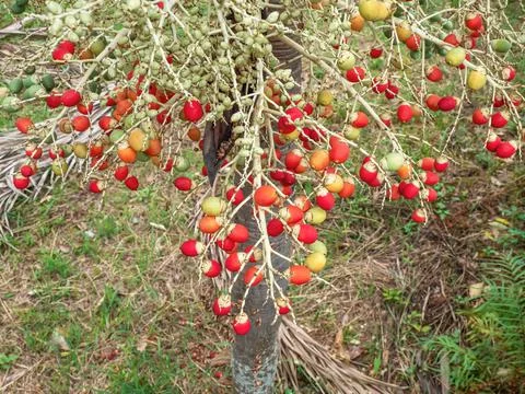 Palm tree on the background Photos