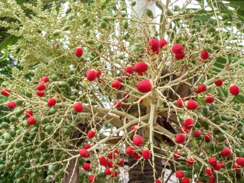 Palm tree on the background Stock-Fotos