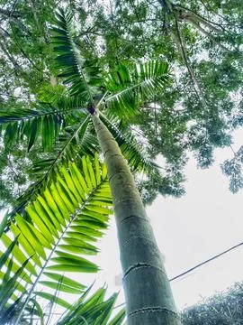 Palm tree background Stock Photos