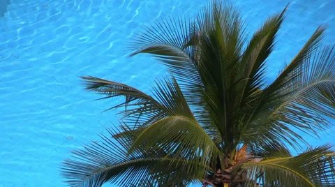 Palm tree on a background of the pool water Stock Footage 34440807