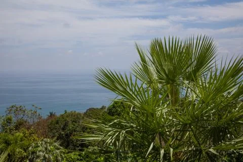 Palm tree on background of the sea Stock Photos