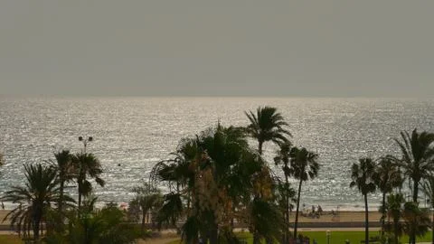 Palm tree on the background of the sea Foto stock