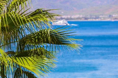 Palm tree on the background of the sea. Stock Photos