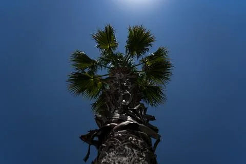 Palm tree on the background of sky and sun in Batumi Stock Photos