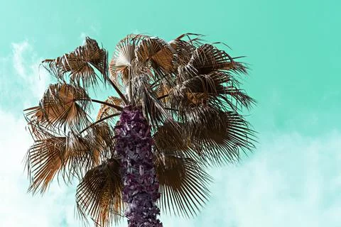 Palm tree on background of sky bottom view in mint toned, summer background Stock Photos