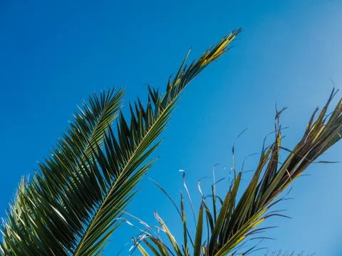 Palm tree in the background of the sky in a hot summer day Foto stock