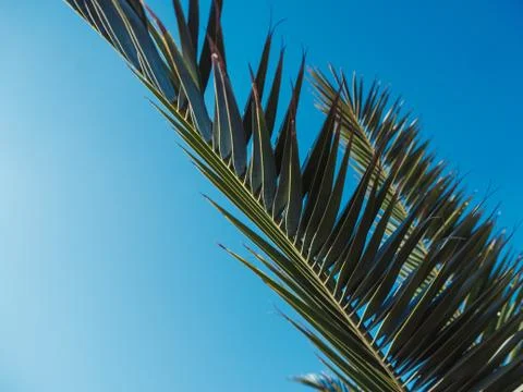 Palm tree in the background of the sky in a hot summer day Stock-Fotos
