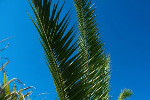 Palm tree in the background of the sky in a hot summer day Stock-Fotos