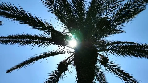 The palm tree in the background of the sky through the leaves shines through. Stock Footage 80227593
