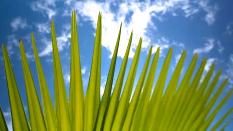 Palm tree background of sunny blue sky with clouds Stock Footage 107102579