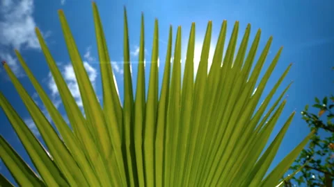 Palm tree background of sunny blue sky with clouds Stock Footage 107103850