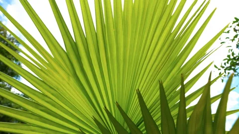 Palm tree background of sunny blue sky with clouds Stock Footage 107104019