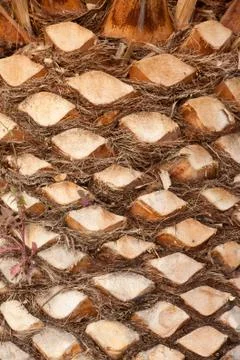 Palm tree background texture pattern Foto stock