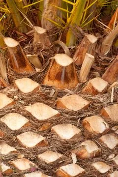 Palm tree background texture pattern Stock Photos