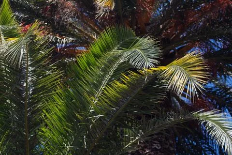 Palm tree on the background southern blue sky Stock Photos