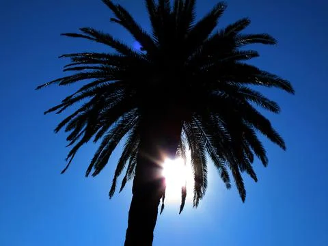 A palm tree in backlight with blue sky Stock Photos
