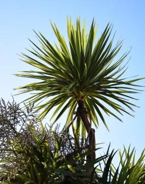 A palm tree backlit by the sun Stock Photos