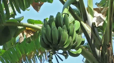 Palm Tree with Banana Fruit Stock-Footage 11220244