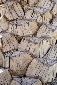 Palm Tree Bark Close-Up. Natural Texture Background Stock Photos