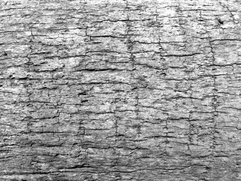 Palm tree bark greyscale Stock Photos
