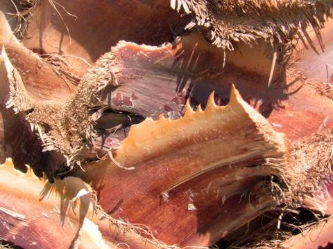 Palm Tree Bark Foto stock