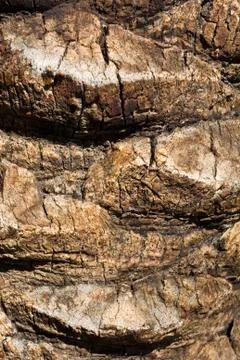 Palm tree bark Stock Photos