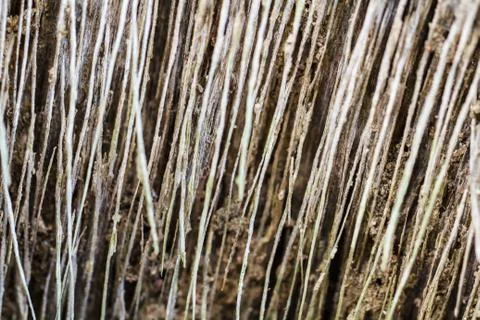 Palm tree bark Stock Photos