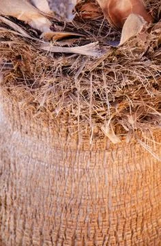 Palm tree bark surface. Palm trunk texture. Natural background with copy space. Stock Photos