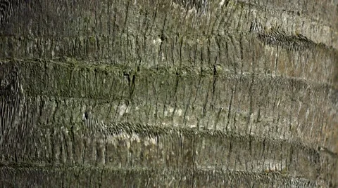 Palm tree bark texture, 4K Stock Footage 47946443