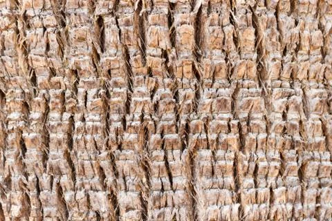 Palm tree bark texture background in sunny day Stock Photos