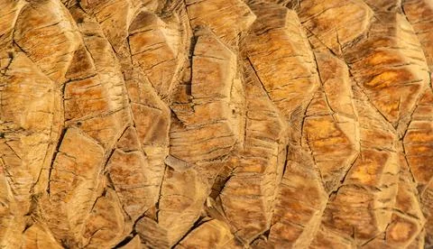 Palm tree bark texture background. Selective focus. Stock Photos