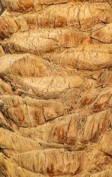 Palm tree bark texture background. Selective focus. Stock Photos