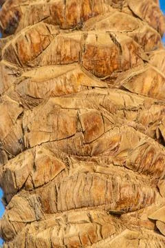 Palm tree bark texture background. Selective focus. Stock Photos