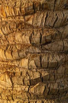 Palm tree bark texture background. Selective focus. Stock Photos