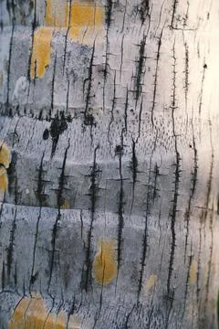 Palm Tree Bark Texture Background. Selective Focus With Yellow Spots Closeup Stock Photos
