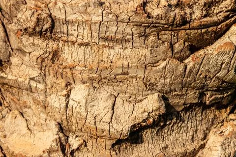 Palm tree bark texture for background Stock Photos