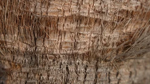 Palm tree bark texture close up. Natural brown wood pattern, botanical Stock Footage 333674644