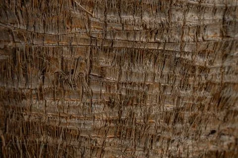 Palm tree bark texture close up. Natural brown wood pattern, botanical Fotos Stock