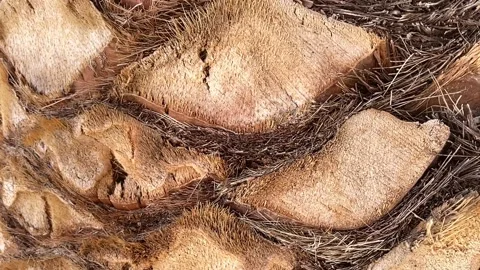 Palm tree bark texture closeup Stock Footage 159744231