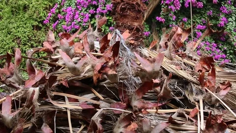 Palm tree bark texture. Coconut tree trunk. Dried palm. Stock Footage 265646713