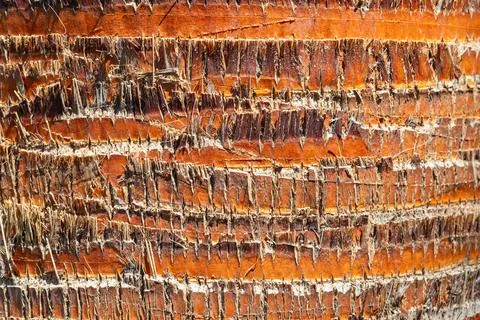 Palm tree bark texture displaying natural rough surface pattern Stock Photos