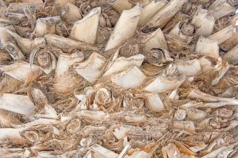 Palm tree bark texture Stock Photos