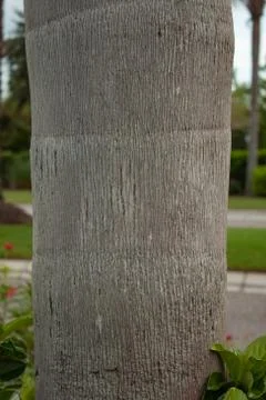 Palm tree bark texture Stock Photos