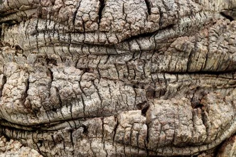 Palm tree bark texture. Stock Photos