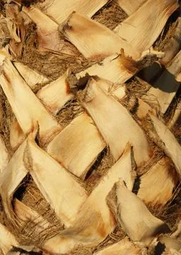 Palm tree bark texture Foto stock