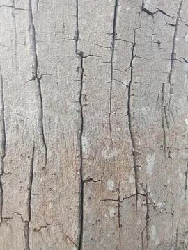 Palm tree bark texture. Photos