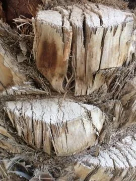 Palm Tree Bark Texture, Tropical Nature Background Stock Photos