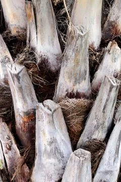 Palm tree bark texture. Tropical cut branches wood structure background. Stock Photos